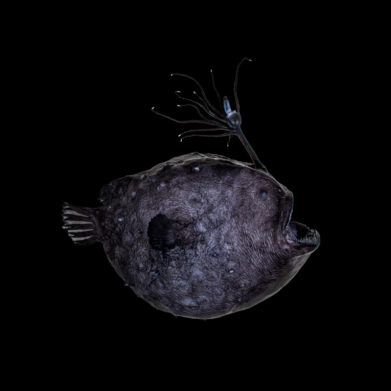 a black circular fish with an ornate glowing rod on its forehead